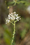 Littleleaf buckbrush